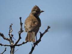 Pseudoseisura gutturalis