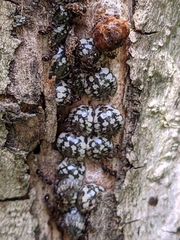 Eulecanium cerasorum