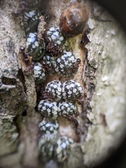 Eulecanium cerasorum