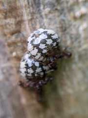 Eulecanium cerasorum