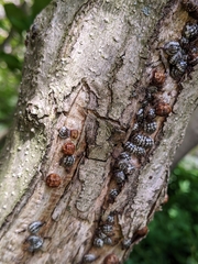 Eulecanium cerasorum