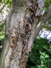 Eulecanium cerasorum