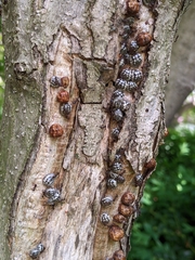 Eulecanium cerasorum