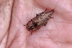 Dicerca pugionata