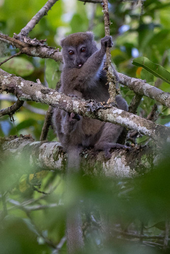 Eastern Lesser Bamboo Lemur