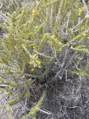 Tetradymia spinosa