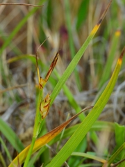 Carex zikae