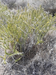 Tetradymia spinosa