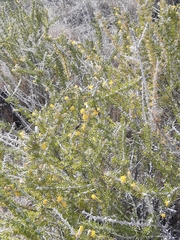 Tetradymia spinosa