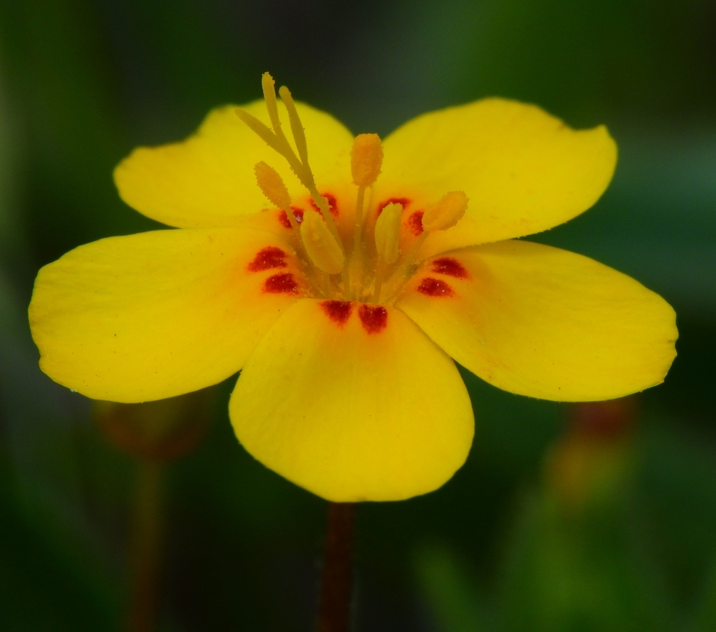 coast yellow leptosiphon