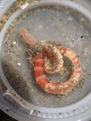 Axiothella rubrocincta