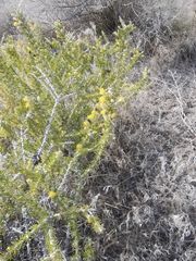 Tetradymia spinosa