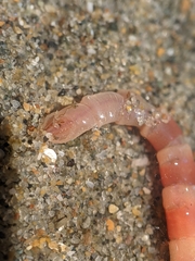 Axiothella rubrocincta
