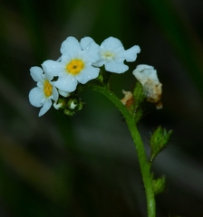 Plagiobothrys chorisianus chorisianus