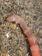 Axiothella rubrocincta