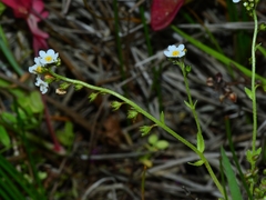 Plagiobothrys chorisianus chorisianus