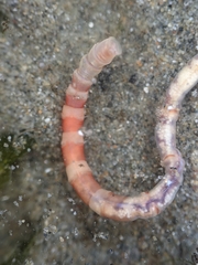 Axiothella rubrocincta