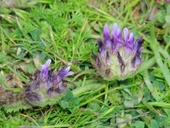 Trifolium grayi