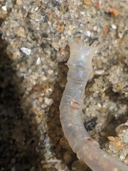 Axiothella rubrocincta