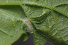 Neuroterus fugiens