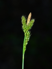 Carex gynodynama