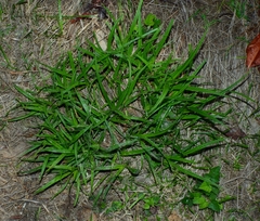 Carex gynodynama