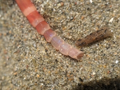 Axiothella rubrocincta