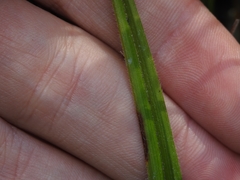 Carex gynodynama