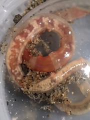 Axiothella rubrocincta
