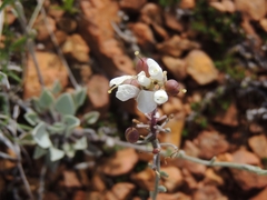 Physaria ovalifolia alba