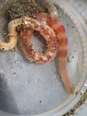 Axiothella rubrocincta
