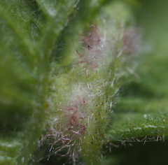 Neuroterus fugiens