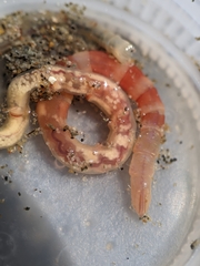 Axiothella rubrocincta