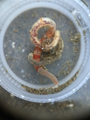 Axiothella rubrocincta