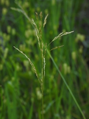 Deschampsia cespitosa cespitosa