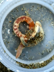 Axiothella rubrocincta