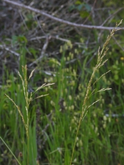 Deschampsia cespitosa cespitosa