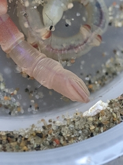 Axiothella rubrocincta