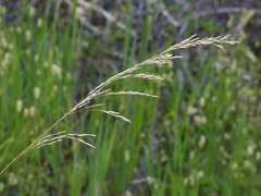 Deschampsia cespitosa cespitosa