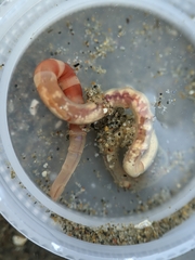 Axiothella rubrocincta