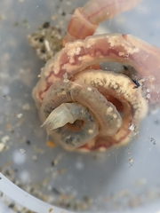 Axiothella rubrocincta