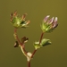 Trifolium polyodon - Photo (c) David Greenberger, algunos derechos reservados (CC BY-NC-ND), subido por David Greenberger