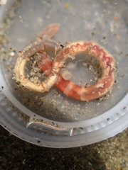Axiothella rubrocincta