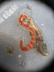 Axiothella rubrocincta