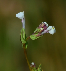 Triphysaria versicolor versicolor
