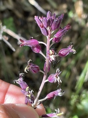 Streptanthus campestris