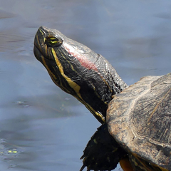 Trachemys scripta elegans