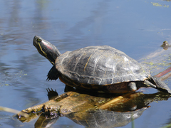 Trachemys scripta elegans