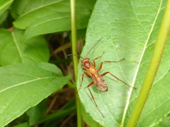 Sphictostethus nitidus