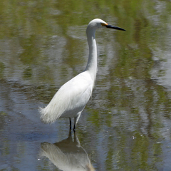 Egretta thula